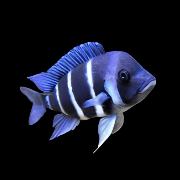 Cyphotilapia Frontosa Blue Zambia 3cm - Real Aquatics