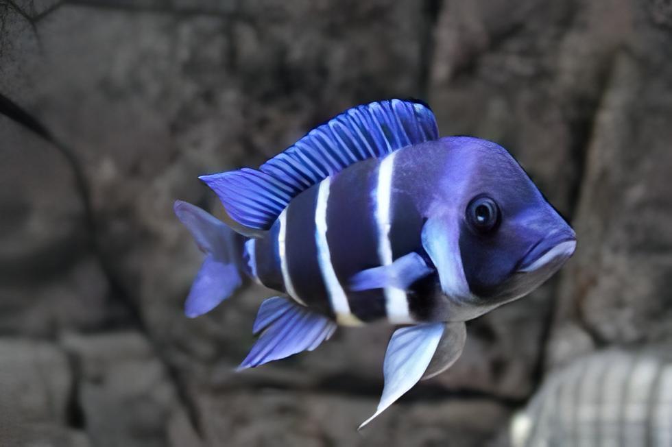 Cyphotilapia Frontosa Blue Zambia 3cm - Real Aquatics