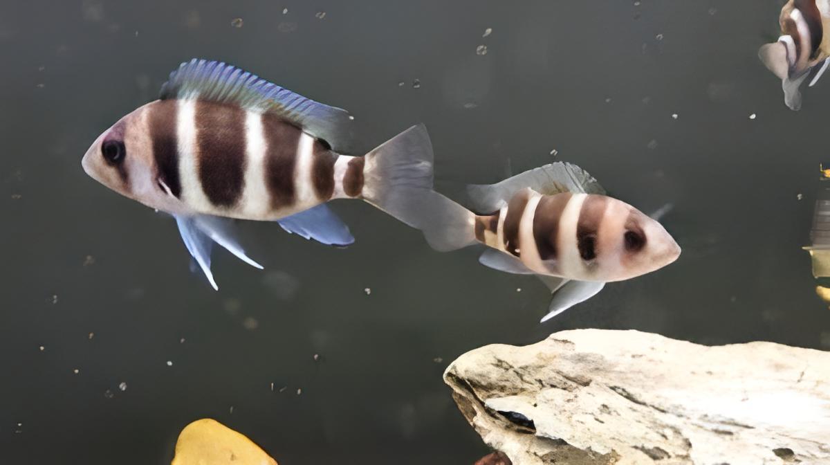 Cyphotilapia Frontosa Burundi 3cm - Real Aquatics