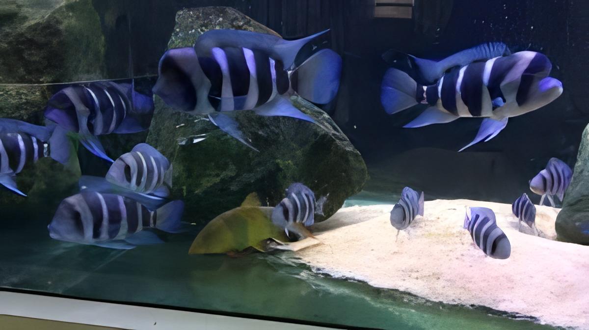 Cyphotilapia Frontosa Burundi 3cm - Real Aquatics