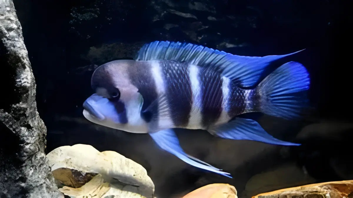Cyphotilapia Frontosa Burundi 3cm - Real Aquatics