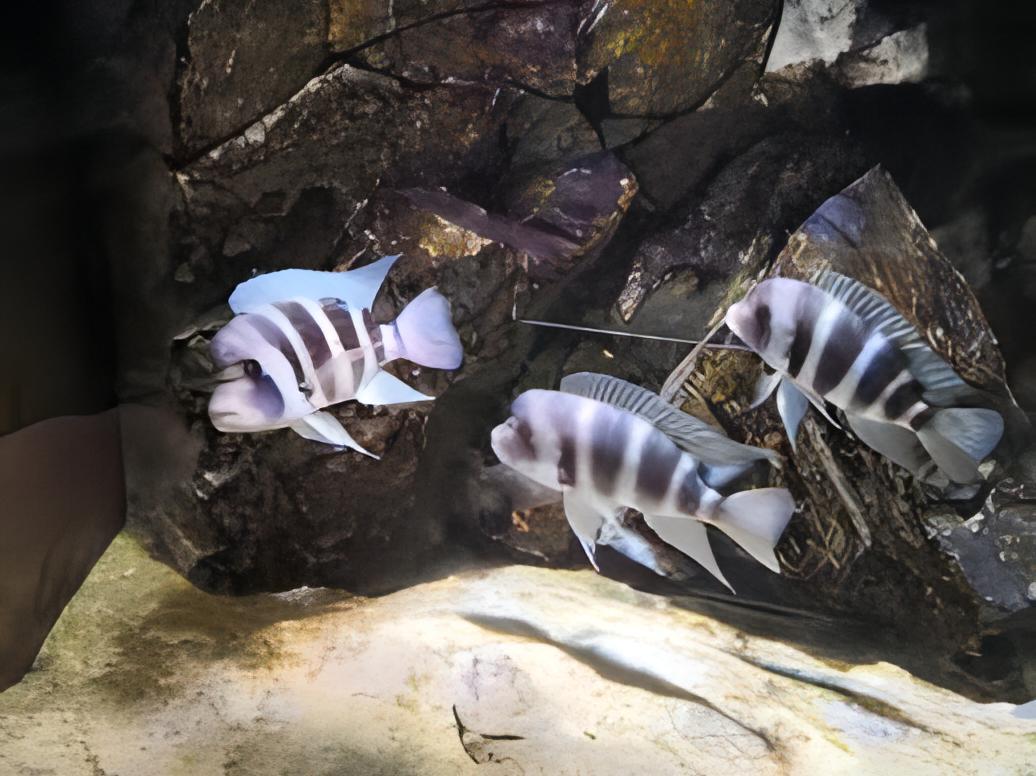 Cyphotilapia Frontosa Kavala 3cm - Real Aquatics