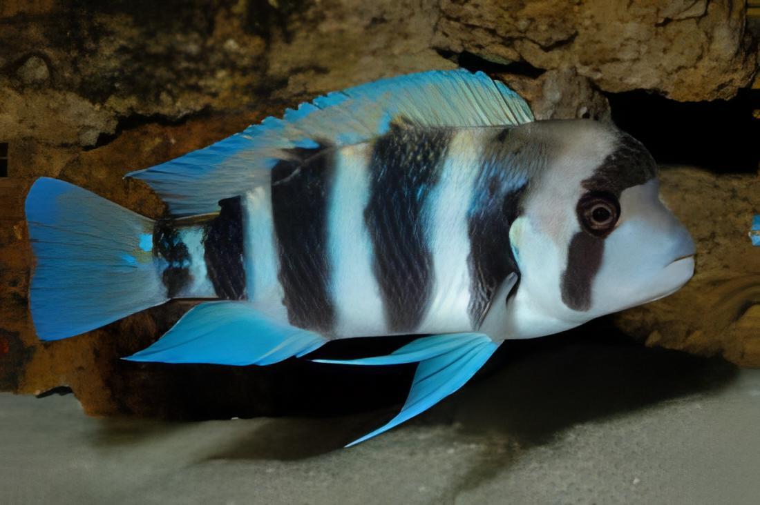 Cyphotilapia Frontosa Kavala 3cm - Real Aquatics