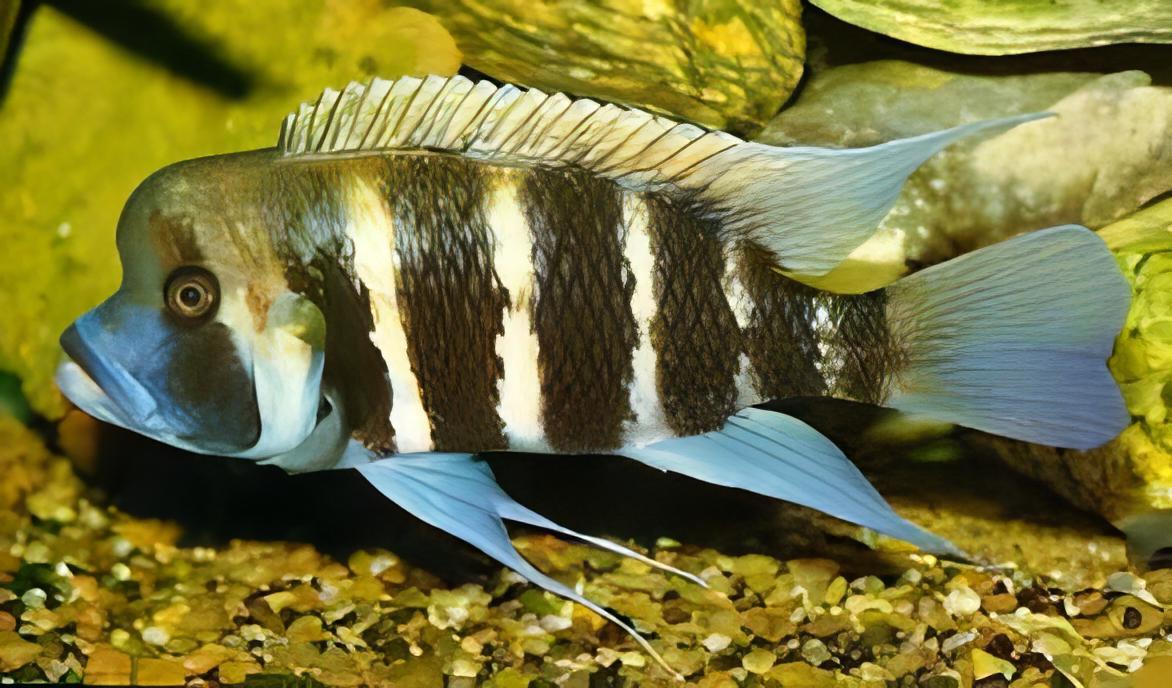 Cyphotilapia Frontosa Kavala 3cm - Real Aquatics