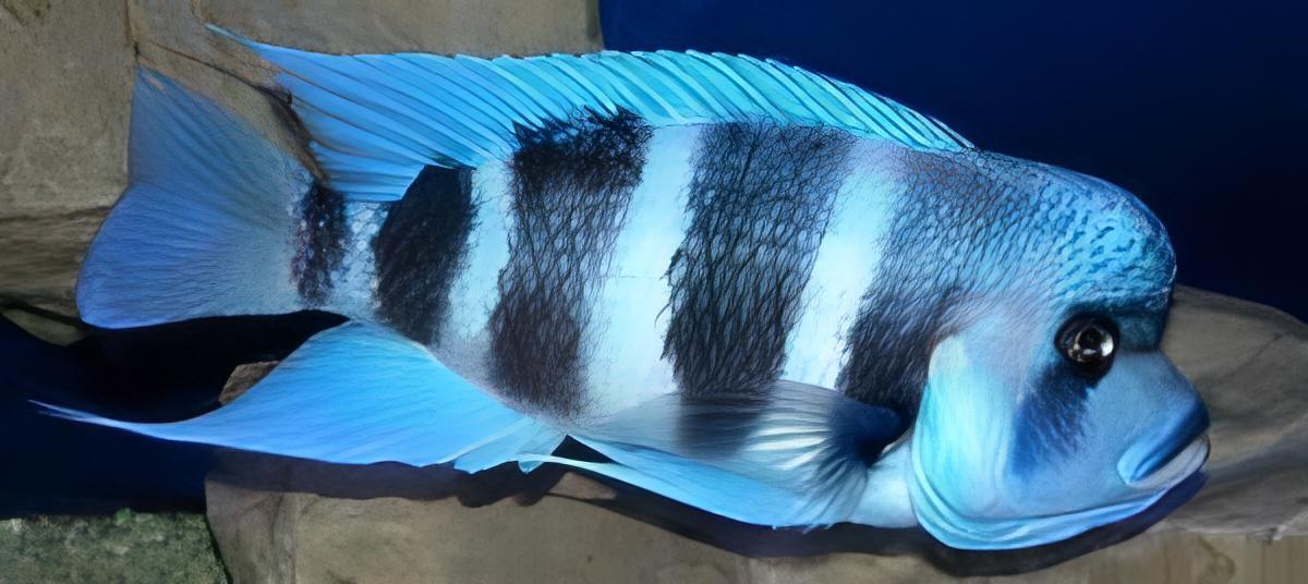 Cyphotilapia Frontosa Blue Zaire Moba 3cm - Real Aquatics