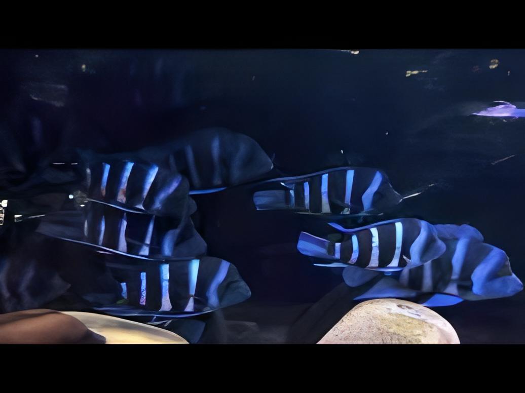 Cyphotilapia Frontosa Blue Zaire Moba 3cm - Real Aquatics