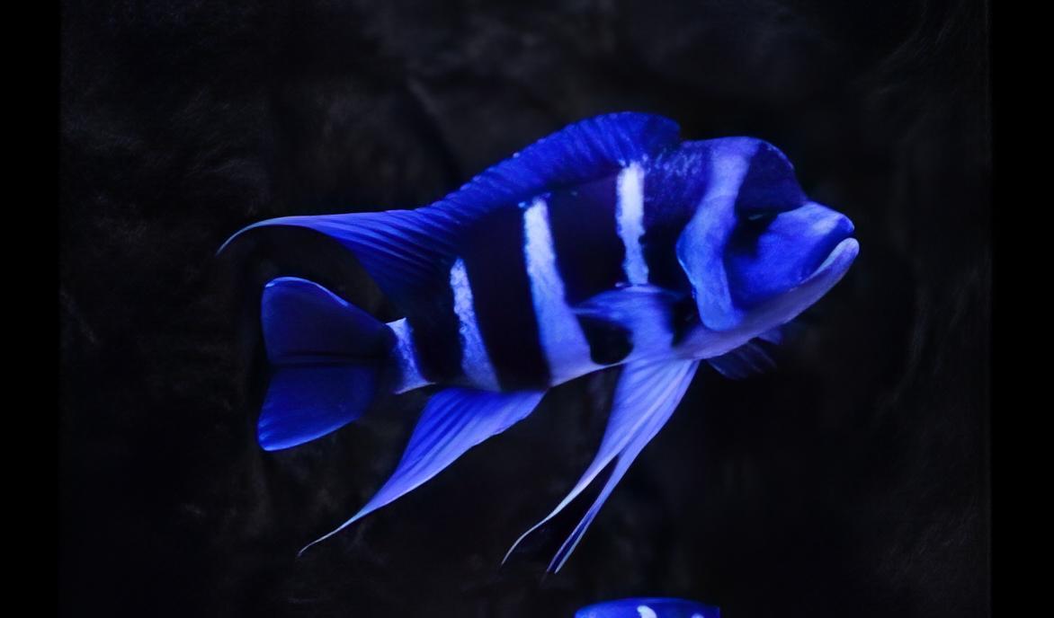 Cyphotilapia Frontosa Blue Zaire Moba 3cm - Real Aquatics