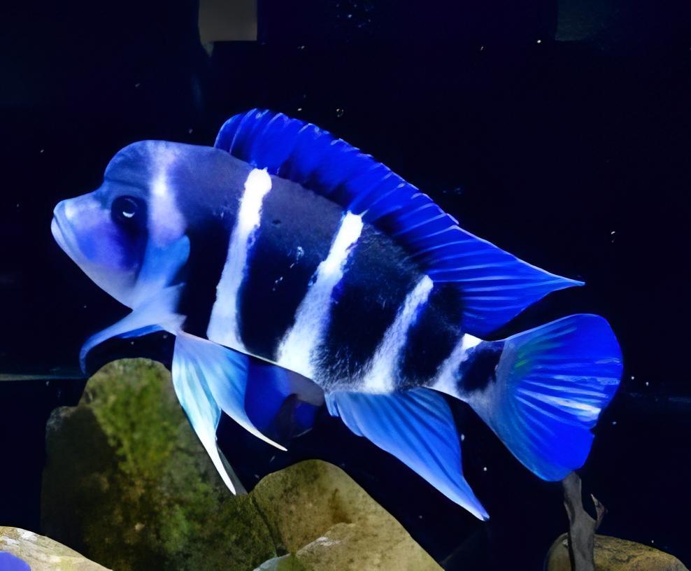 Cyphotilapia Frontosa Blue Zaire Moba 3cm - Real Aquatics