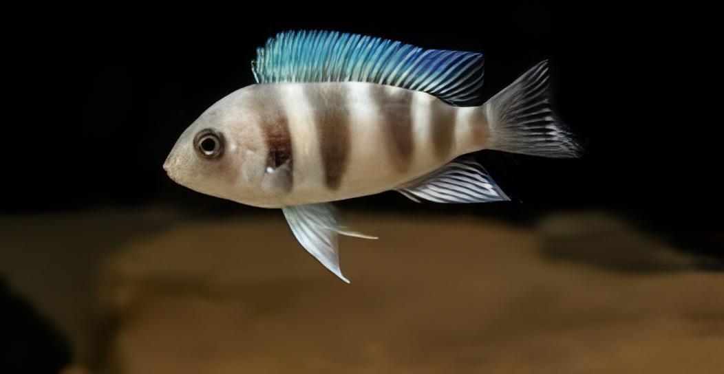 Cyphotilapia Frontosa Mpimbwe 3cm - Real Aquatics