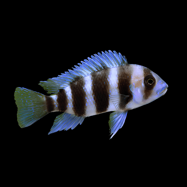 Cyphotilapia Frontosa Tanganyika African Cichlid 4cm - Real Aquatics