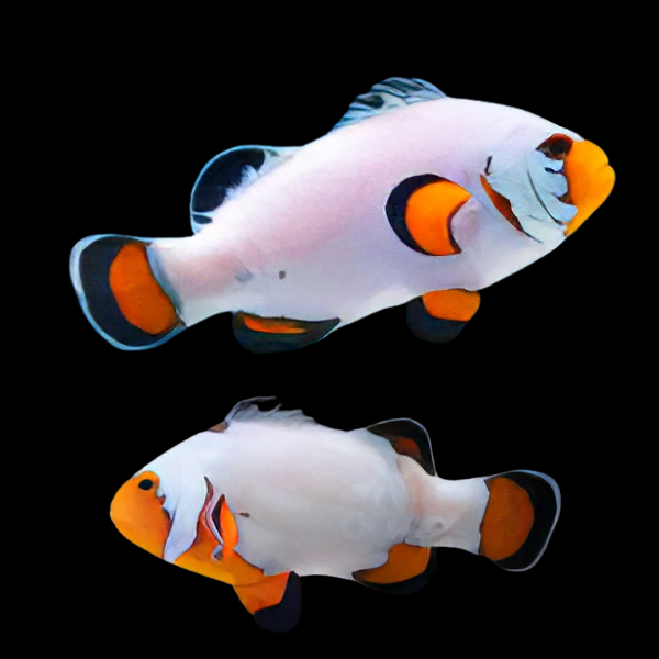 Frostbite Clownfish Amphiprion Ocellaris Pair - Real Aquatics