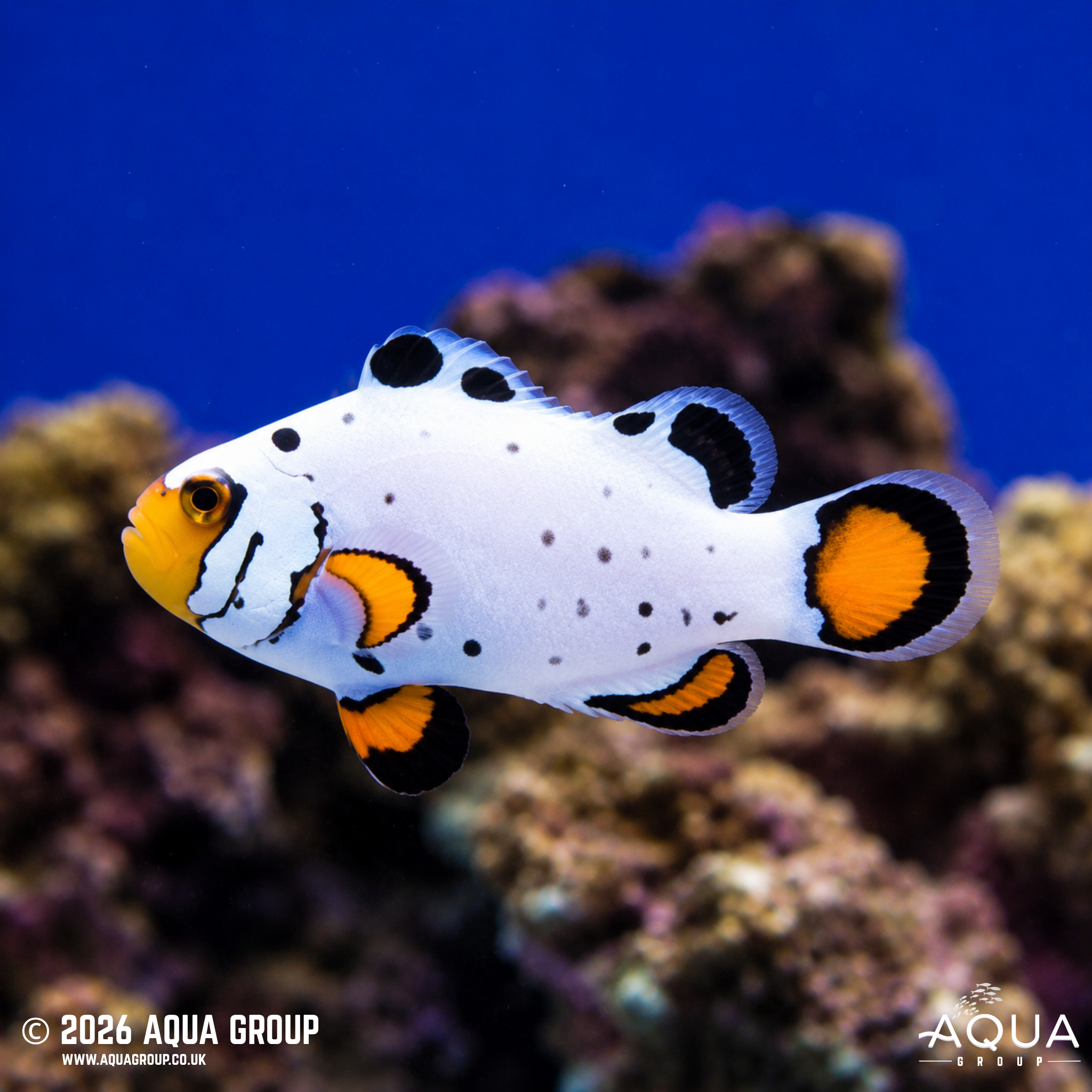 Frostbite Clownfish (Amphiprion ocellaris)