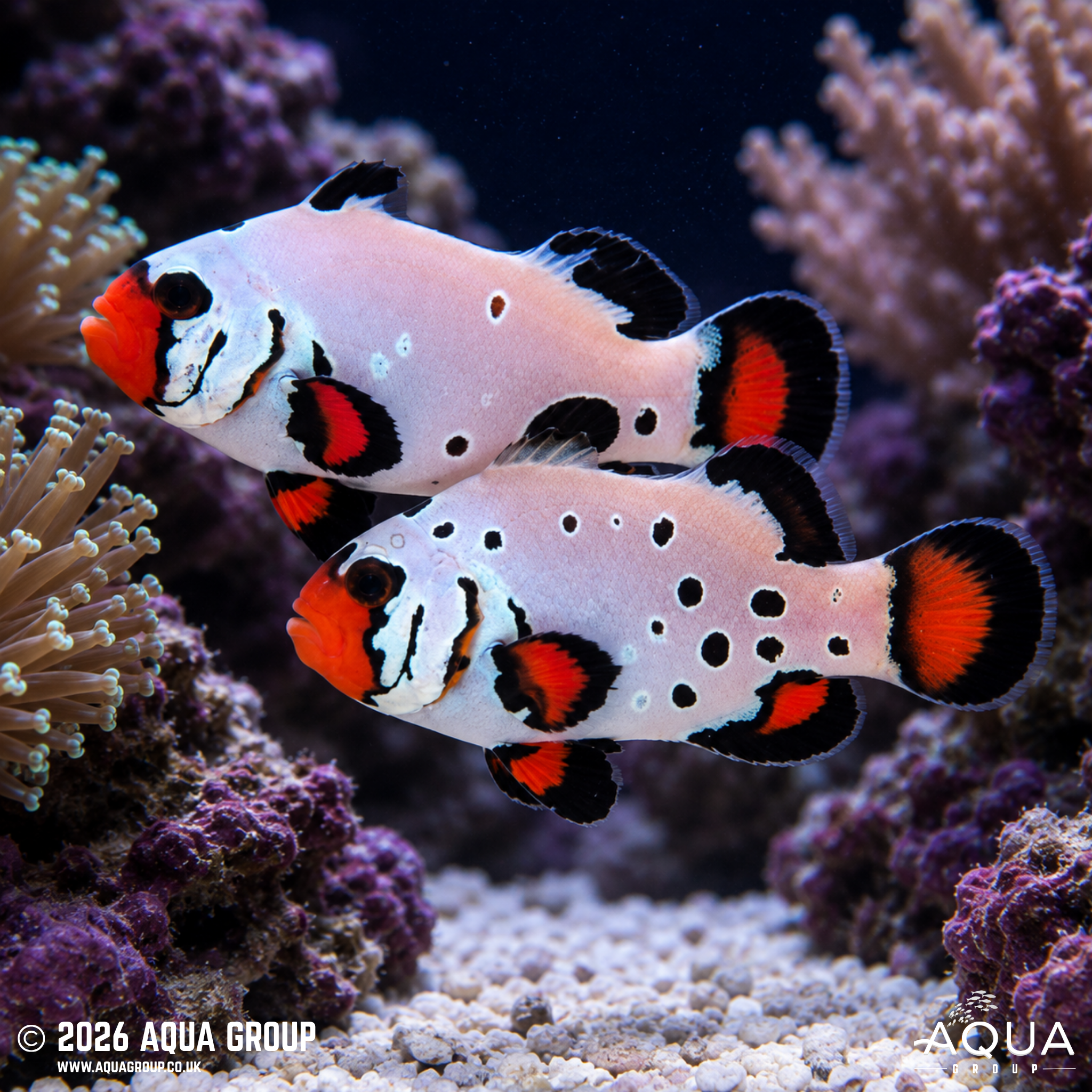 Frostbite Clownfish (Amphiprion ocellaris)
