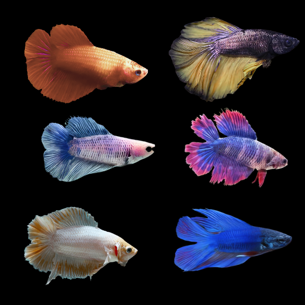 Full Moon Betta Assorted Female 3cm - Real Aquatics