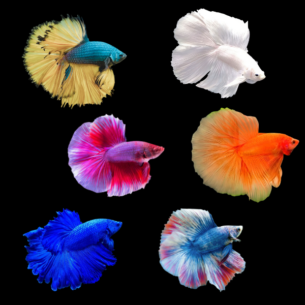 Full Moon Betta Assorted Male 3cm - Real Aquatics
