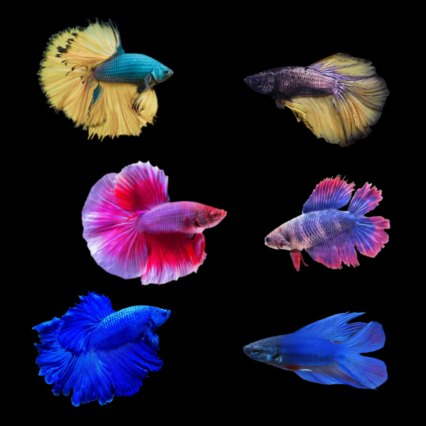 Full Moon Betta Assorted Pair's Male & Female 3cm - Real Aquatics