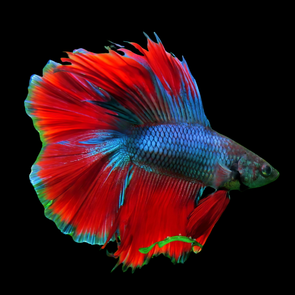 Full Moon Betta Male Blue Base 3cm - Real Aquatics