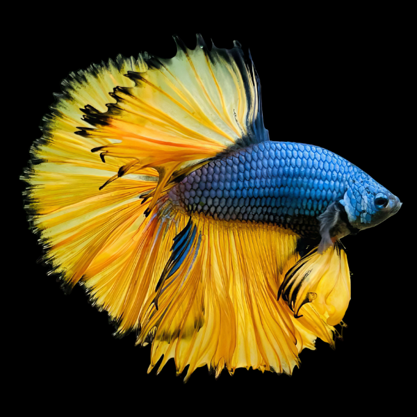 Full Moon Betta Male Mustard Gas 3cm - Real Aquatics