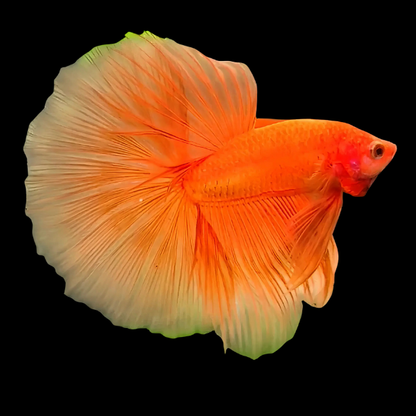 Full Moon Betta Male Orange Base 3cm - Real Aquatics