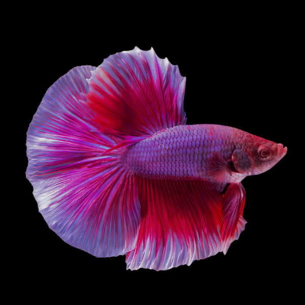 Full Moon Betta Male Purple Base 3cm - Real Aquatics