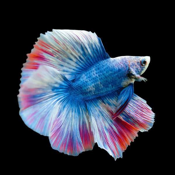 Full Moon Betta Male Tri Colour 3cm - Real Aquatics