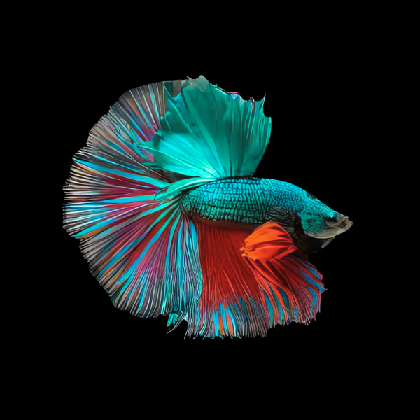 Full Moon Betta Male Turquoise Base 3cm - Real Aquatics