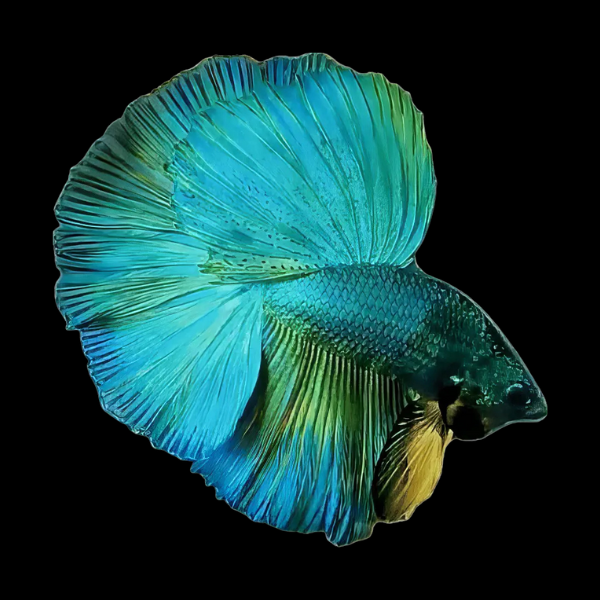 Full Moon Betta Male Turquoise 3cm - Real Aquatics