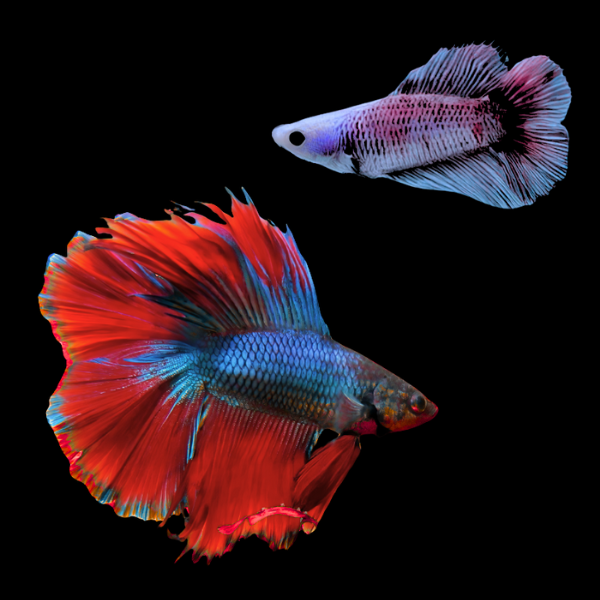 Premium Betta Pair Male & Female Double Tail Blue Based 3cm - Real Aquatics