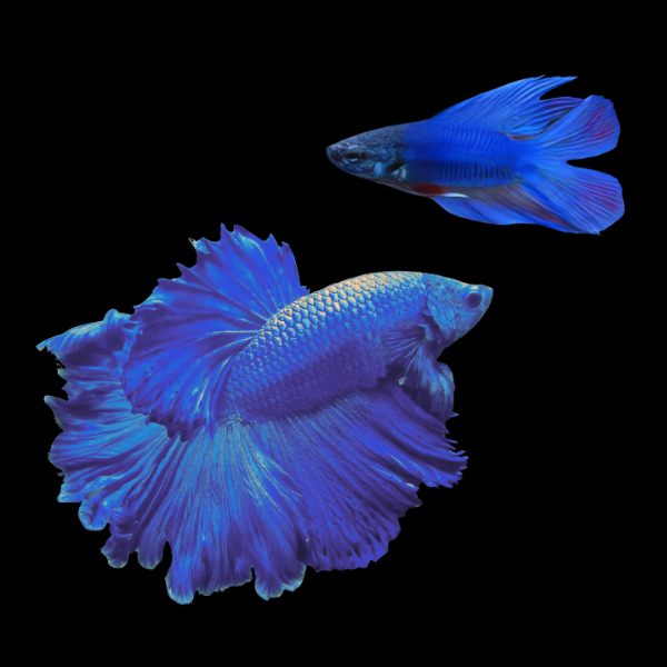 Full Moon Betta Pair Male & Female Blue 3cm - Real Aquatics