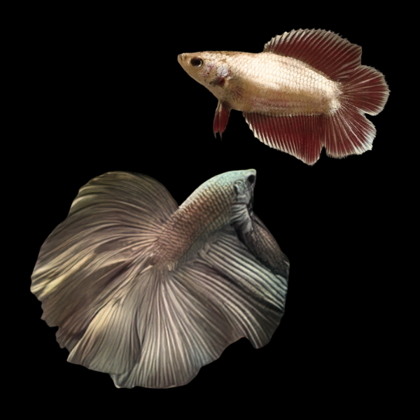 Full Moon Betta Pair Male & Female Copper 3cm - Real Aquatics