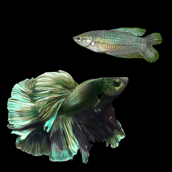 Full Moon Betta Pair Male & Female Green Base 3cm - Real Aquatics