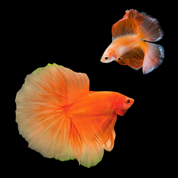 Full Moon Betta Pair Male & Female Orange Base 3cm - Real Aquatics