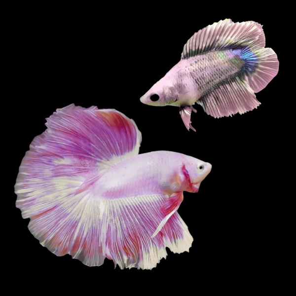 Premium Betta Pair Male & Female Double Tail Pink Based 3cm - Real Aquatics