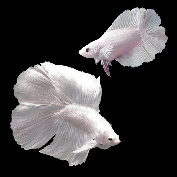 Full Moon Betta Pair Male & Female Platinum 3cm - Real Aquatics