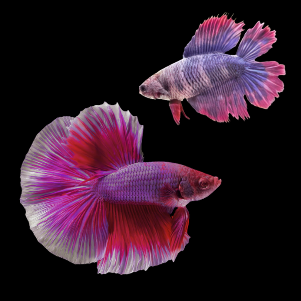 Premium Betta Pair Male & Female Double Tail Purple Based 3cm - Real Aquatics