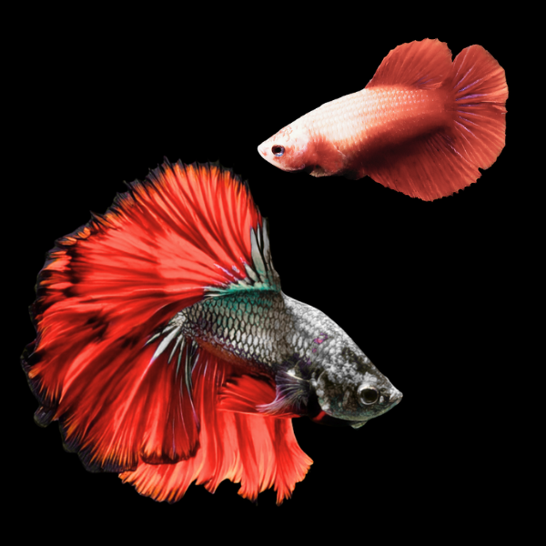 Premium Betta Pair Male & Female Double Tail Red Based 3cm - Real Aquatics