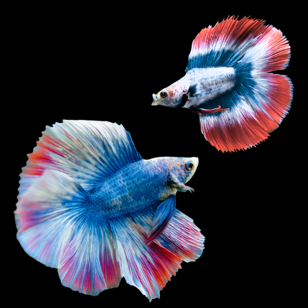 Full Moon Betta Pair Male & Female Tri Colour 3cm - Real Aquatics
