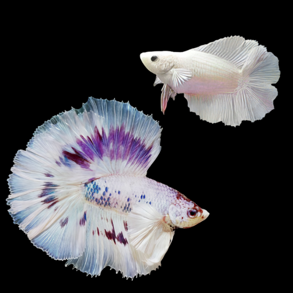 Premium Betta Pair Male & Female Double Tail White Based 3cm - Real Aquatics