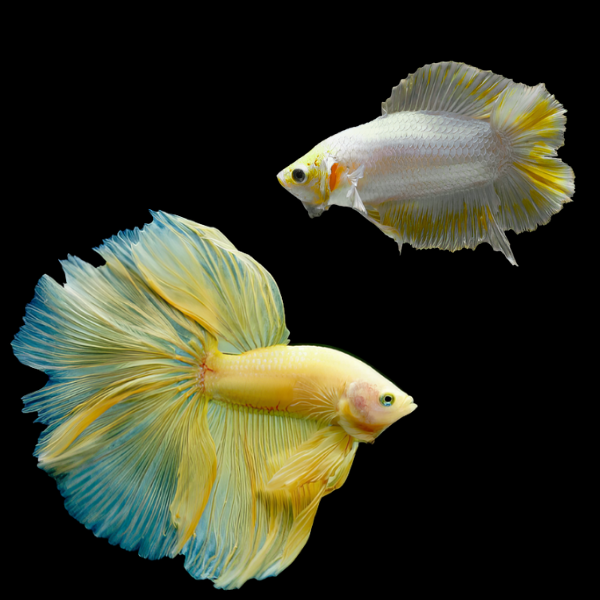 Premium Betta Pair Male & Female Double Tail Yellow Based 3cm - Real Aquatics