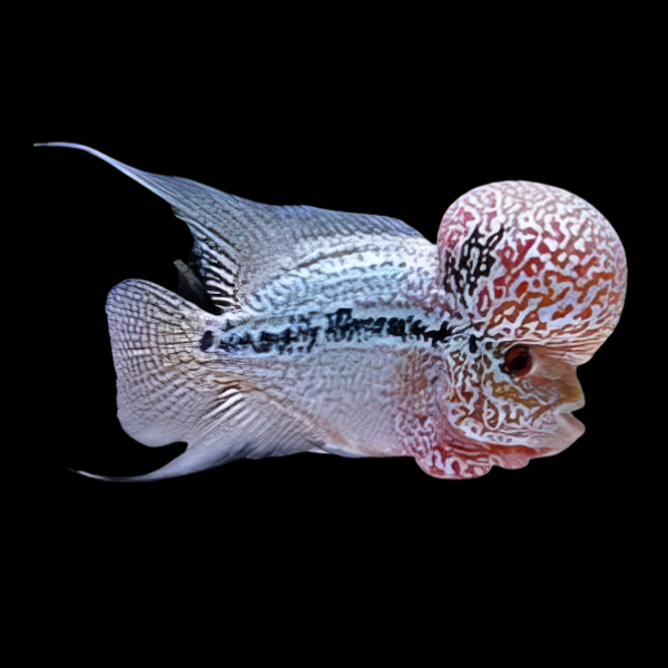 Full Pearl 1.8K Malau Flowerhorn Grade A 12cm Male - Real Aquatics