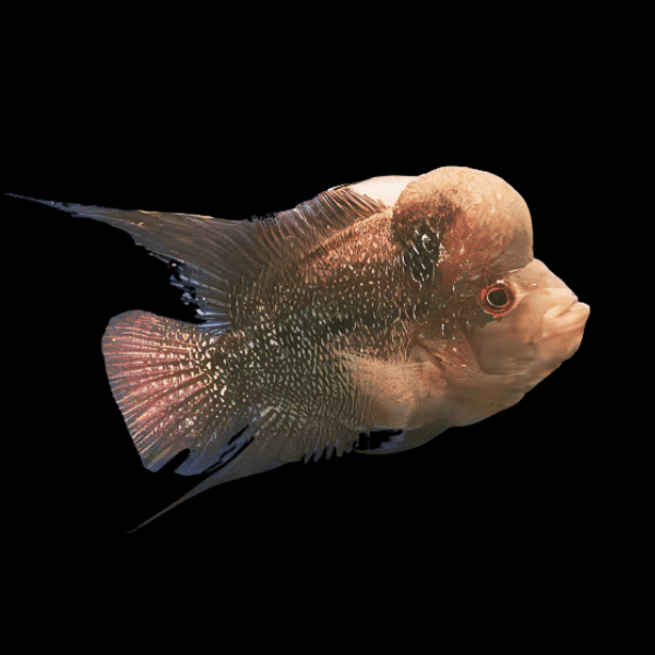 Full Pearl Dark Star Flowerhorn Grade A 12cm Male - Real Aquatics