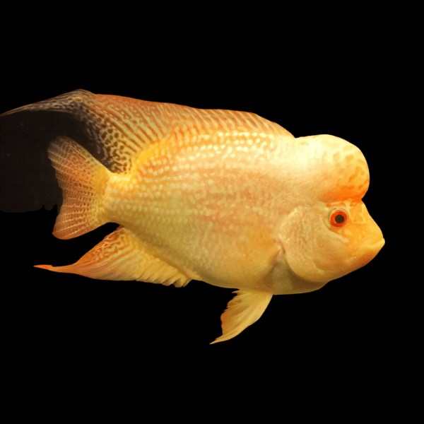Full Pearl Golden Base Flowerhorn Grade A 12cm Male - Real Aquatics