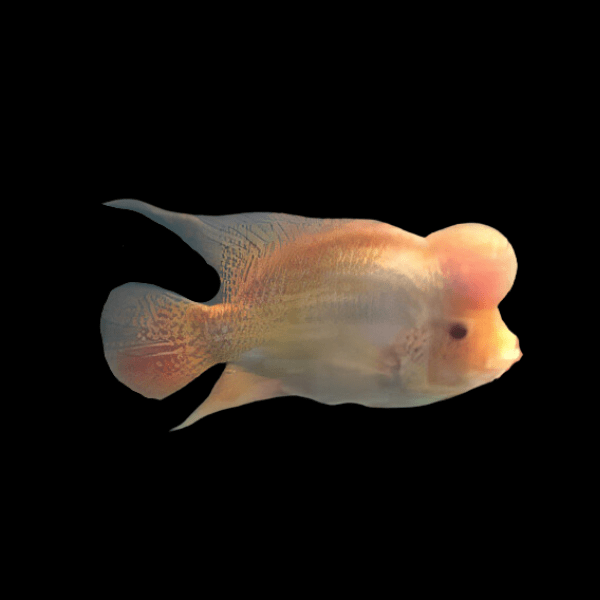 Full Pearl Golden Base Platinum Flowerhorn Grade A 12cm Male - Real Aquatics