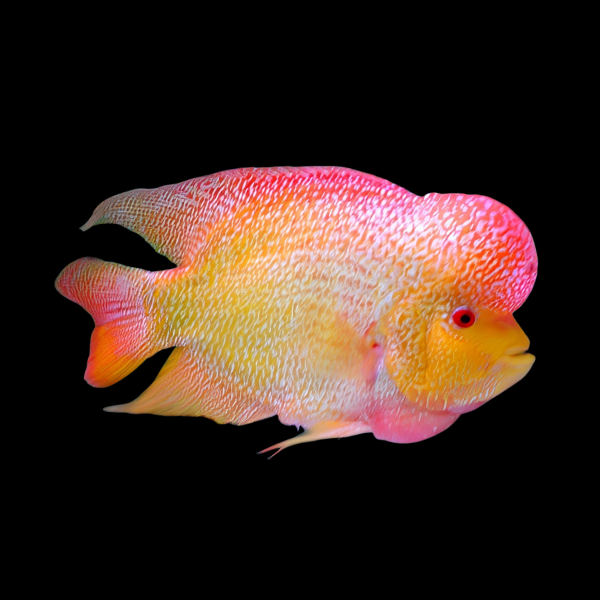 Full Pearl Golden Monkey Flowerhorn Grade A 12cm Male - Real Aquatics