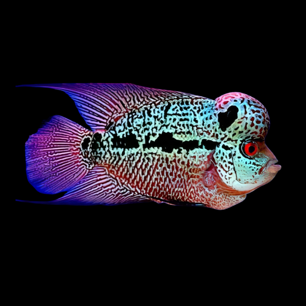 Full Pearl Luohan Flowerhorn Grade A 12cm Male - Real Aquatics