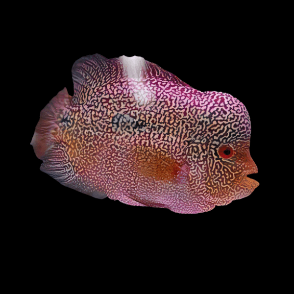 Full Pearl Pearl Of The Orient Flowerhorn Grade A 12cm Male - Real Aquatics