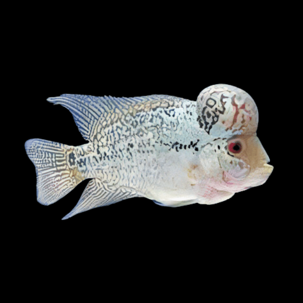 Full Pearl Platinum Kamfa Flowerhorn Grade A 12cm Male - Real Aquatics