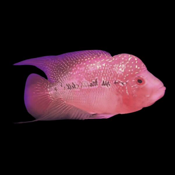 Full Pearl Red Magma Flowerhorn Grade A 12cm Male - Real Aquatics