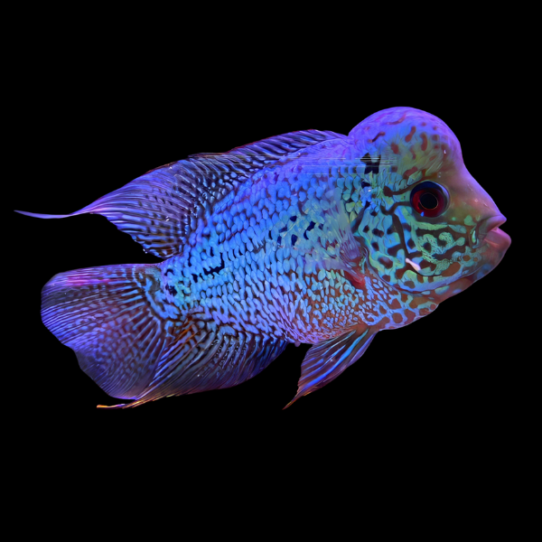 Full Pearl Royal Blue Kamfa Malau Flowerhorn 12cm Adult Male - Real Aquatics
