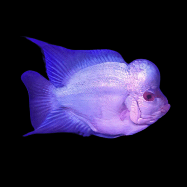 Full Pearl Short Body Blue Thai Silk Flowerhorn Grade A 12cm Male - Real Aquatics